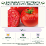 Pomodoro estivo determinato (nano) tondo nano Bellarosa F1: 6 piante. Sole; ombra nelle ore più calde. Bagnature regolari, senza ristagni. Pacciamare e conservare le femminelle: nei pomodori nani non vanno eliminate.. Immagine indicativa.