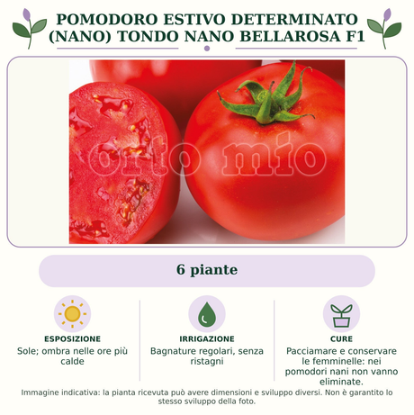 Pomodoro estivo determinato (nano) tondo nano Bellarosa F1: 6 piante. Sole; ombra nelle ore più calde. Bagnature regolari, senza ristagni. Pacciamare e conservare le femminelle: nei pomodori nani non vanno eliminate.. Immagine indicativa.
