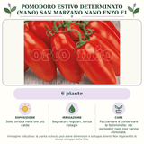 Pomodoro estivo determinato (nano) san marzano nano Enzo F1: 6 piante. Sole; ombra nelle ore più calde. Bagnature regolari, senza ristagni. Pacciamare e conservare le femminelle: nei pomodori nani non vanno eliminate.. Immagine indicativa.