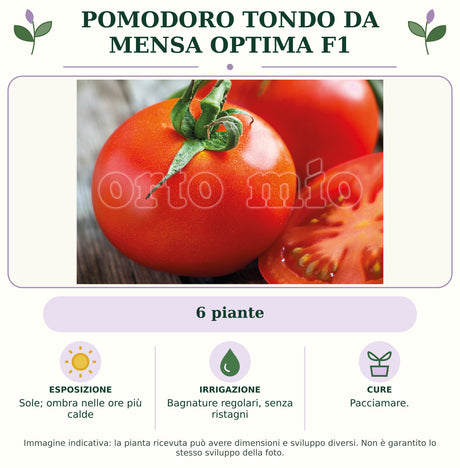 Pomodoro tondo da mensa Optima F1: 6 piante. Sole; ombra nelle ore più calde. Bagnature regolari, senza ristagni. Pacciamare.. Immagine indicativa.