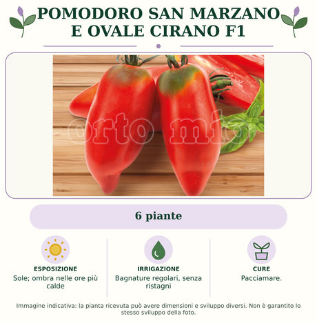 Pomodoro San Marzano e ovale Cirano F1: 6 piante. Sole; ombra nelle ore più calde. Bagnature regolari, senza ristagni. Pacciamare.. Immagine indicativa.