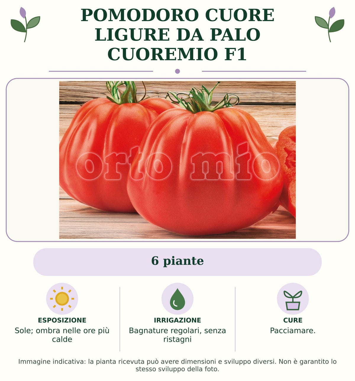 Pomodoro cuore ligure da palo Cuoremio F1: 6 piante. Sole; ombra nelle ore più calde. Bagnature regolari, senza ristagni. Pacciamare.. Immagine indicativa.