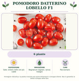 Pomodoro datterino Lobello F1: 6 piante. Sole; ombra nelle ore più calde. Bagnature regolari, senza ristagni. Pacciamare.. Immagine indicativa.