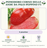Pomodoro corno delle Ande da palo Peppino F1: 6 piantine. Sole; ombra nelle ore più calde. Bagnature regolari, senza ristagni. Pacciamare.. Immagine indicativa.