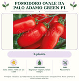 Pomodoro ovale da palo Adamo Green F1: 6 piante. Sole; ombra nelle ore più calde. Bagnature regolari, senza ristagni. Pacciamare.. Immagine indicativa.