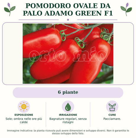 Pomodoro ovale da palo Adamo Green F1: 6 piante. Sole; ombra nelle ore più calde. Bagnature regolari, senza ristagni. Pacciamare.. Immagine indicativa.