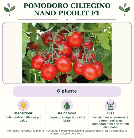 Pomodoro ciliegino nano Picolit F1: 6 piante. Sole; ombra nelle ore più calde. Bagnature regolari, senza ristagni. Pacciamare e conservare le femminelle: nei pomodori nani non vanno eliminate.. Immagine indicativa.