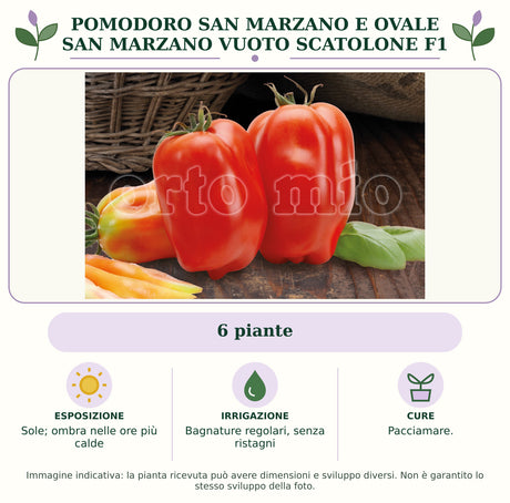 Pomodoro San Marzano e ovale San Marzano vuoto Scatolone F1: 6 piante. Sole; ombra nelle ore più calde. Bagnature regolari, senza ristagni. Pacciamare.. Immagine indicativa.