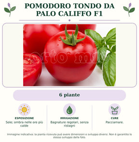 Pomodoro tondo da palo Califfo F1: 6 piante. Sole; ombra nelle ore più calde. Bagnature regolari, senza ristagni. Pacciamare.. Immagine indicativa.