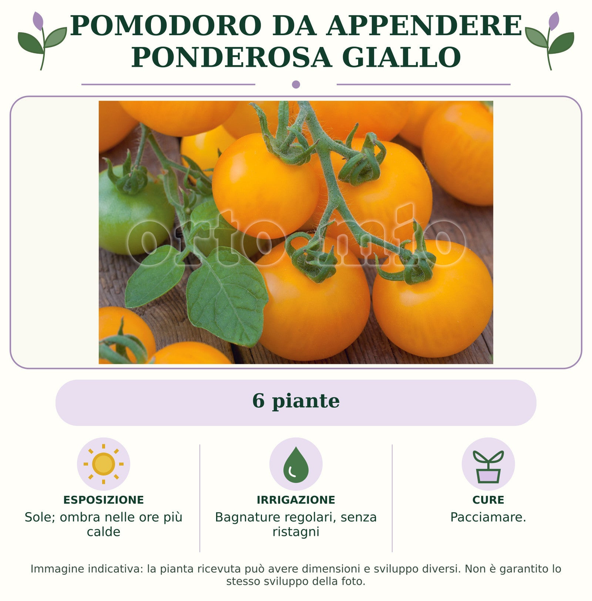 Pomodoro da appendere Ponderosa giallo: 6 piante. Sole; ombra nelle ore più calde. Bagnature regolari, senza ristagni. Pacciamare.. Immagine indicativa.