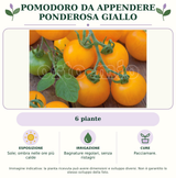 Pomodoro da appendere Ponderosa giallo: 6 piante. Sole; ombra nelle ore più calde. Bagnature regolari, senza ristagni. Pacciamare.. Immagine indicativa.