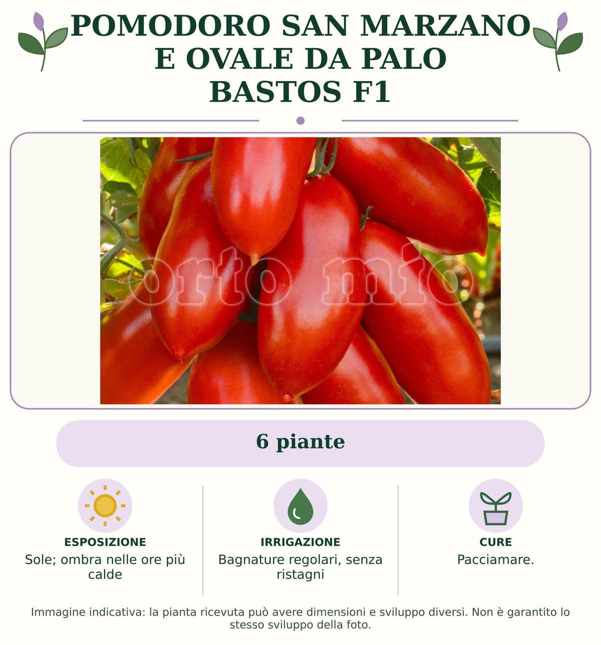 Pomodoro San Marzano e Ovale da palo Bastos F1: 6 piante. Sole; ombra nelle ore più calde. Bagnature regolari, senza ristagni. Pacciamare.. Immagine indicativa.