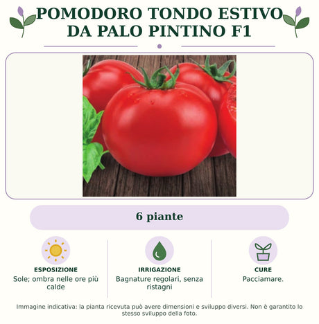 Pomodoro tondo estivo da palo Pintino F1: 6 piante. Sole; ombra nelle ore più calde. Bagnature regolari, senza ristagni. Pacciamare.. Immagine indicativa.
