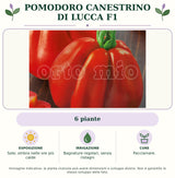 Pomodoro Canestrino di Lucca F1: 6 piante. Sole; ombra nelle ore più calde. Bagnature regolari, senza ristagni. Pacciamare. Immagine indicativa.