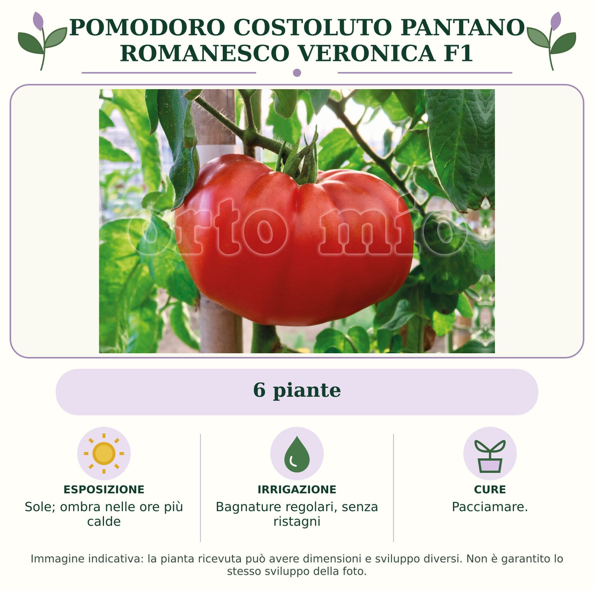 Pomodoro costoluto pantano romanesco Veronica F1: 6 piante. Sole; ombra nelle ore più calde. Bagnature regolari, senza ristagni. Pacciamare.. Immagine indicativa.
