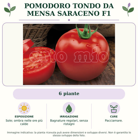 Pomodoro tondo da mensa Saraceno F1: 6 piante. Sole; ombra nelle ore più calde. Bagnature regolari, senza ristagni. Pacciamare.. Immagine indicativa.