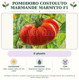 Pomodoro costoluto marmande Marmyto F1: 6 piante. Sole; ombra nelle ore più calde. Bagnature regolari, senza ristagni. Pacciamare.. Immagine indicativa.