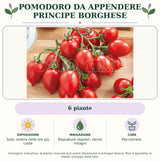 Pomodoro da appendere Principe borghese: 6 piante. Sole; ombra nelle ore più calde. Bagnature regolari, senza ristagni. Pacciamare.. Immagine indicativa.