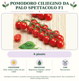 Pomodoro ciliegino da palo Spettacolo F1: 6 piante. Sole; ombra nelle ore più calde. Bagnature regolari, senza ristagni. Pacciamare.. Immagine indicativa.