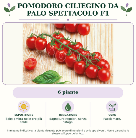 Pomodoro ciliegino da palo Spettacolo F1: 6 piante. Sole; ombra nelle ore più calde. Bagnature regolari, senza ristagni. Pacciamare.. Immagine indicativa.