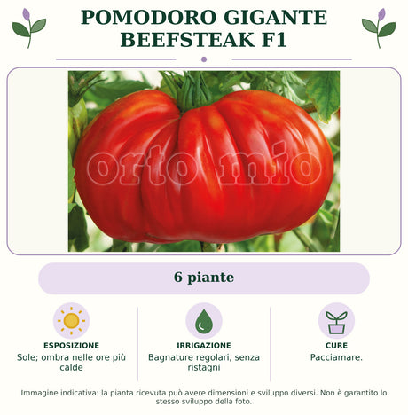 Pomodoro gigante Beefsteak F1: 6 piante. Sole; ombra nelle ore più calde. Bagnature regolari, senza ristagni. Pacciamare.. Immagine indicativa.