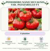 Pomodoro nano Siccagno var. Patatarello F1: 6 piantine. Sole; ombra nelle ore più calde. Bagnature regolari, senza ristagni. Pacciamare e conservare le femminelle: nei pomodori nani non vanno eliminate.. Immagine indicativa.
