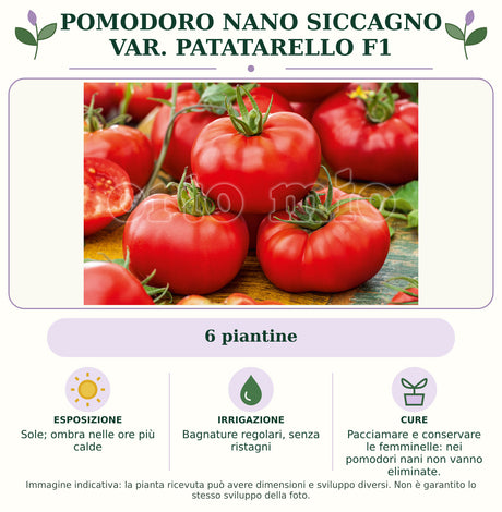 Pomodoro nano Siccagno var. Patatarello F1: 6 piantine. Sole; ombra nelle ore più calde. Bagnature regolari, senza ristagni. Pacciamare e conservare le femminelle: nei pomodori nani non vanno eliminate.. Immagine indicativa.