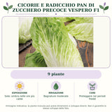 Cicorie e Radicchio pan di zucchero precoce Vespero F1: 9 piante. Sole; ombra nelle ore più calde. Bagnature moderate. Proteggere nei periodi freddi. Immagine indicativa.