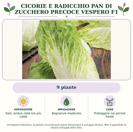 Cicorie e Radicchio pan di zucchero precoce Vespero F1: 9 piante. Sole; ombra nelle ore più calde. Bagnature moderate. Proteggere nei periodi freddi. Immagine indicativa.