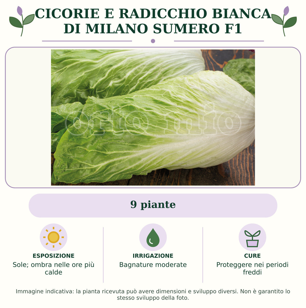 Cicorie e Radicchio bianca di Milano Sumero F1: 9 piante. Sole; ombra nelle ore più calde. Bagnature moderate. Proteggere nei periodi freddi. Immagine indicativa.