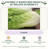 Cicorie e Radicchio bianca di Milano Sumero F1: 9 piante. Sole; ombra nelle ore più calde. Bagnature moderate. Proteggere nei periodi freddi. Immagine indicativa.