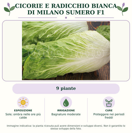 Cicorie e Radicchio bianca di Milano Sumero F1: 9 piante. Sole; ombra nelle ore più calde. Bagnature moderate. Proteggere nei periodi freddi. Immagine indicativa.