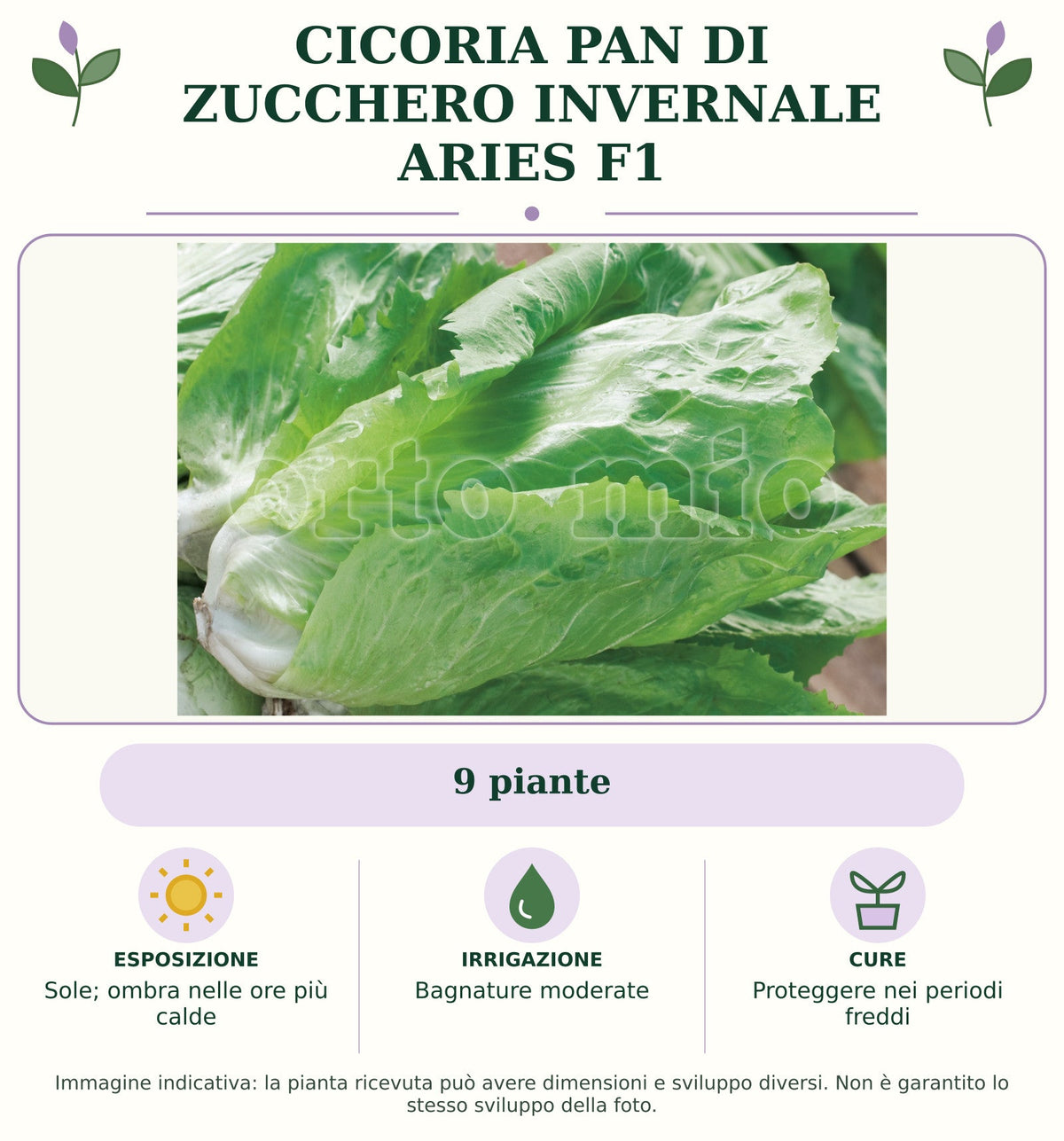 Cicoria pan di zucchero invernale Aries F1: 9 piante. Sole; ombra nelle ore più calde. Bagnature moderate. Proteggere nei periodi freddi. Immagine indicativa.