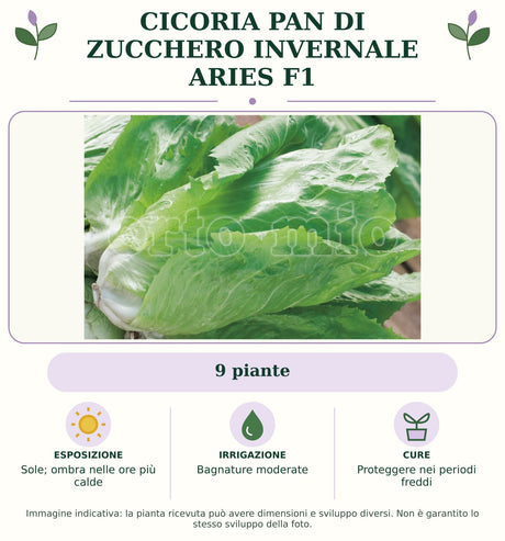 Cicoria pan di zucchero invernale Aries F1: 9 piante. Sole; ombra nelle ore più calde. Bagnature moderate. Proteggere nei periodi freddi. Immagine indicativa.