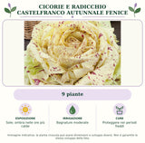 Cicorie e Radicchio Castelfranco autunnale Fenice: 9 piante. Sole; ombra nelle ore più calde. Bagnature moderate. Proteggere nei periodi freddi. Immagine indicativa.