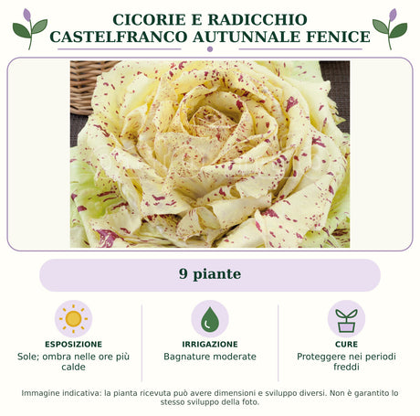 Cicorie e Radicchio Castelfranco autunnale Fenice: 9 piante. Sole; ombra nelle ore più calde. Bagnature moderate. Proteggere nei periodi freddi. Immagine indicativa.