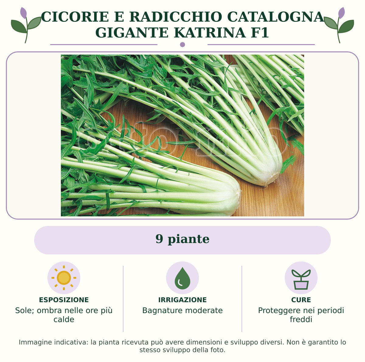 Cicorie e Radicchio Catalogna Gigante Katrina F1: 9 piante. Sole; ombra nelle ore più calde. Bagnature moderate. Proteggere nei periodi freddi. Immagine indicativa.