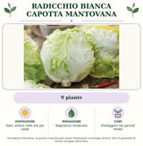 Radicchio bianca capotta mantovana: 9 piante. Sole; ombra nelle ore più calde. Bagnature moderate. Proteggere nei periodi freddi. Immagine indicativa.