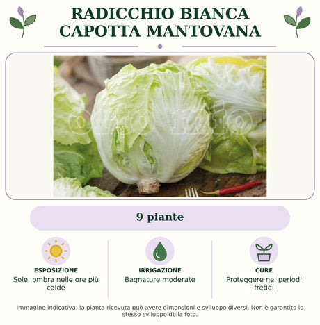 Radicchio bianca capotta mantovana: 9 piante. Sole; ombra nelle ore più calde. Bagnature moderate. Proteggere nei periodi freddi. Immagine indicativa.