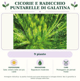 Cicorie e Radicchio Puntarelle di Galatina: 9 piante. Sole; ombra nelle ore più calde. Bagnature moderate. Proteggere nei periodi freddi. Immagine indicativa.