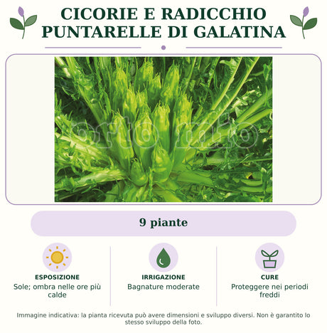 Cicorie e Radicchio Puntarelle di Galatina: 9 piante. Sole; ombra nelle ore più calde. Bagnature moderate. Proteggere nei periodi freddi. Immagine indicativa.