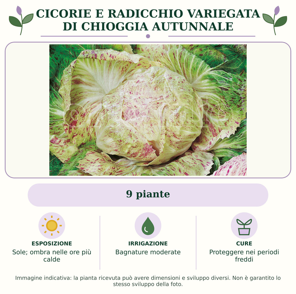 Cicorie e Radicchio variegata di Chioggia autunnale: 9 piante. Sole; ombra nelle ore più calde. Bagnature moderate. Proteggere nei periodi freddi. Immagine indicativa.