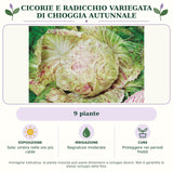 Cicorie e Radicchio variegata di Chioggia autunnale: 9 piante. Sole; ombra nelle ore più calde. Bagnature moderate. Proteggere nei periodi freddi. Immagine indicativa.