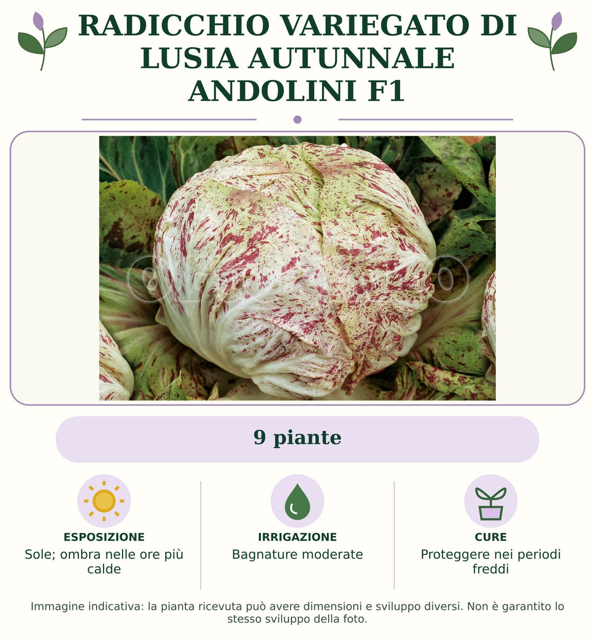 Radicchio variegato di Lusia autunnale Andolini F1: 9 piante. Sole; ombra nelle ore più calde. Bagnature moderate. Proteggere nei periodi freddi. Immagine indicativa.