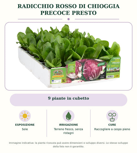 Radicchio rosso di Chioggia precoce Presto: 9 piante in cubetto. Sole. Terreno fresco, senza ristagni. Raccogliere a cespo pieno. Immagine indicativa.