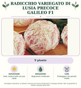 Radicchio variegato di Lusia precoce Galileo F1: 9 piante. Sole; ombra nelle ore più calde. Bagnature moderate. Proteggere nei periodi freddi. Immagine indicativa.
