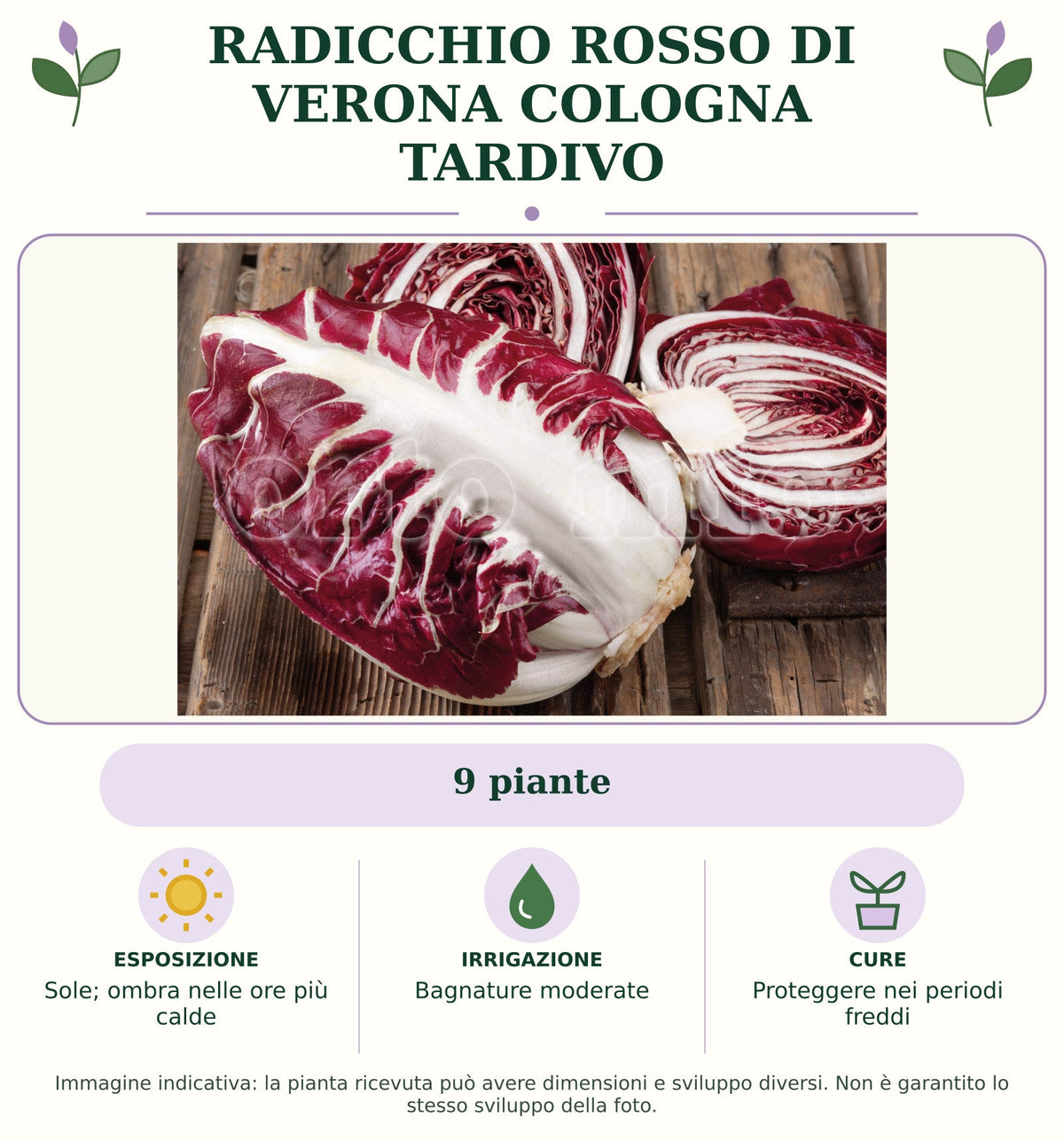 Radicchio rosso di Verona Cologna tardivo: 9 piante. Sole; ombra nelle ore più calde. Bagnature moderate. Proteggere nei periodi freddi. Immagine indicativa.