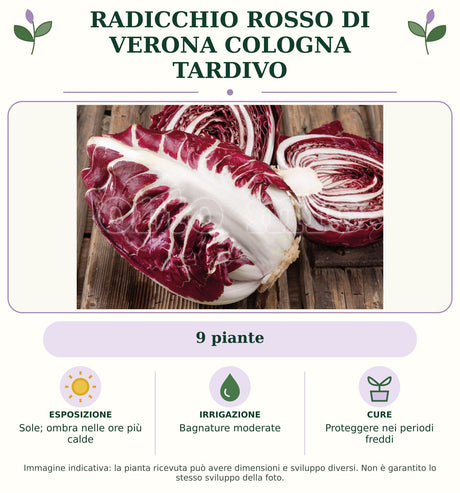 Radicchio rosso di Verona Cologna tardivo: 9 piante. Sole; ombra nelle ore più calde. Bagnature moderate. Proteggere nei periodi freddi. Immagine indicativa.