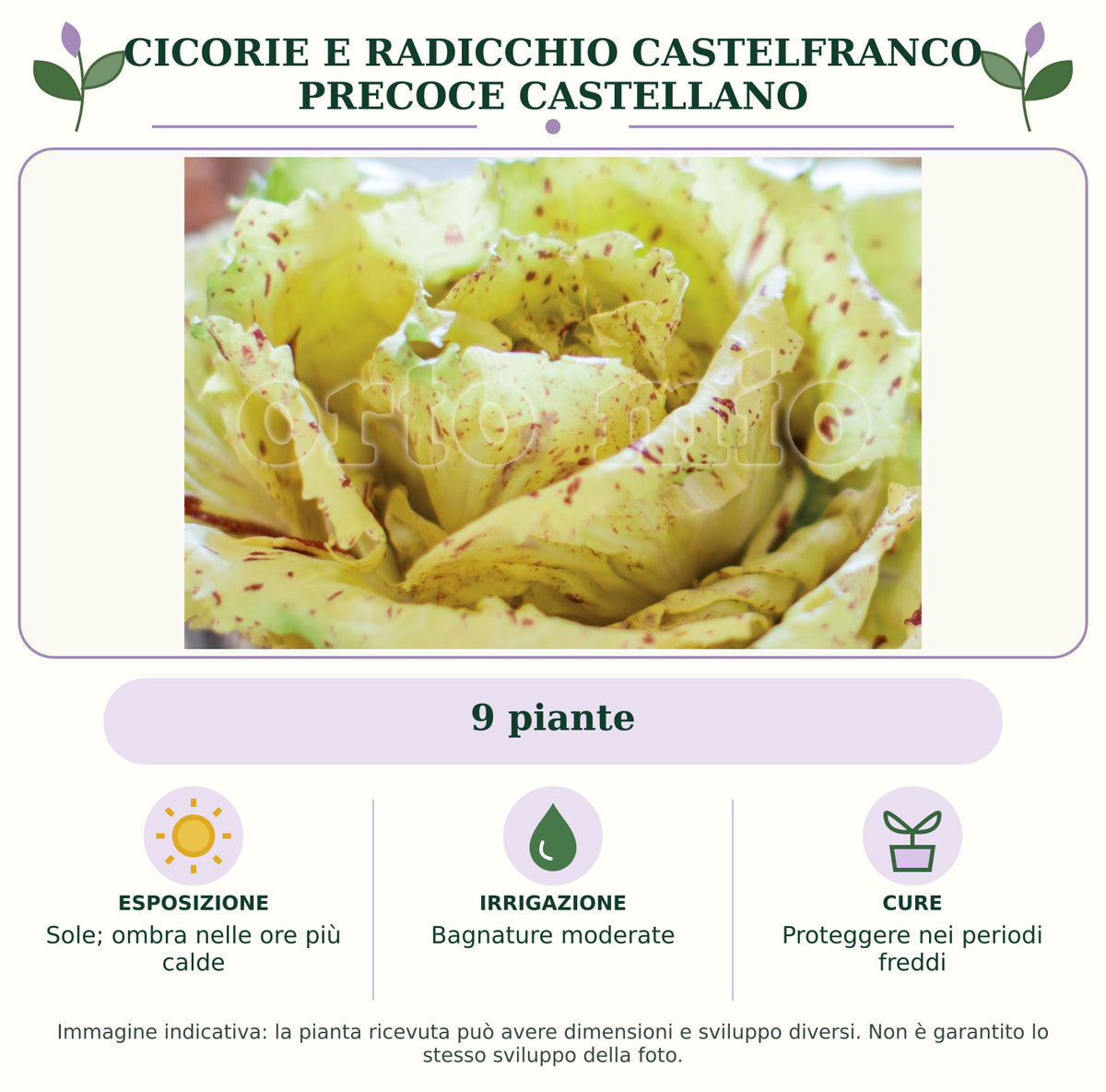 Cicorie e Radicchio Castelfranco precoce Castellano: 9 piante. Sole; ombra nelle ore più calde. Bagnature moderate. Proteggere nei periodi freddi. Immagine indicativa.
