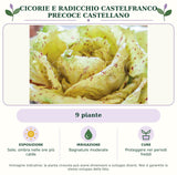 Cicorie e Radicchio Castelfranco precoce Castellano: 9 piante. Sole; ombra nelle ore più calde. Bagnature moderate. Proteggere nei periodi freddi. Immagine indicativa.